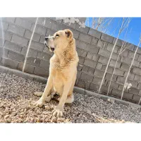 الابای نر و ماده از بهترین خط خونی جهان واگذاری|سگ|شیراز, آزادگان|دیوار
