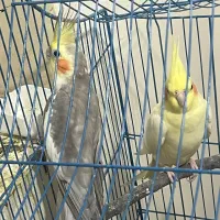 سلام عروس هلندی گمشده در شهرک نیایش