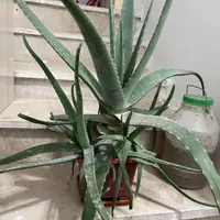گل طبیعی آلوئه ورا