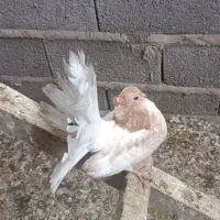 کبوتر چتری طاووسی