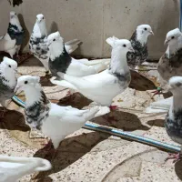 طوقی|پرنده|سرپل ذهاب, |دیوار