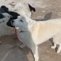 سگ پاکوتاه|سگ|بستان آباد, |دیوار