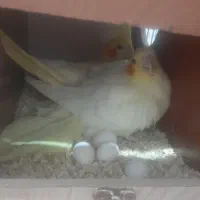 یک جفت طوطی تخم گذار