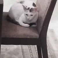 واگذاری دوتا گربه خوشگل