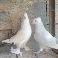 کله سفید دم قهوه ای|پرنده|فلاورجان, |دیوار