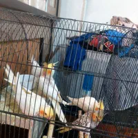 جوجه عروس هلندی لوتینو|پرنده|قدس, شهرقدس|دیوار