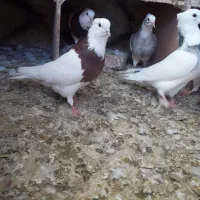 طوقی|پرنده|عجب شیر, |دیوار