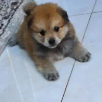 سگ پامر اشپیتز فروش فوری|سگ|کرمان, |دیوار