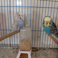 مرغ عشق انگلیسی|پرنده|شریف‌آباد, |دیوار