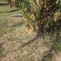 جنگ پاجوش|گل و گیاه طبیعی|ریگان, |دیوار