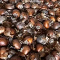 پیاز گل نرگس درجه یک|گل و گیاه طبیعی|شیراز, بازار|دیوار