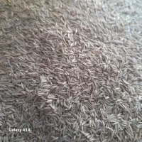 بذر گاهو درج یک