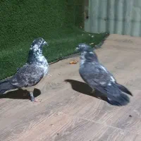 کبوتر قاره نر|پرنده|هشتگرد, شهرک راه آهن|دیوار