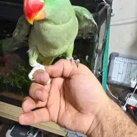 جفت شاه طوطی.|پرنده|شیراز, شهرک فرزانگان|دیوار