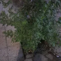 خدمات