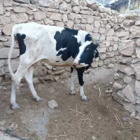 گاو با گوسالش و گاوم الان سه ماه در حال آبستنه