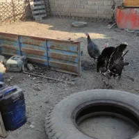 بوقلمون نروماده|حیوانات مزرعه|بناب, |دیوار