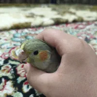 عروس هلندی