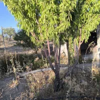 باغ دارای اتاق|فروش زمین و ملک کلنگی|تیران, |دیوار