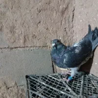 کفتر|پرنده|سلامی, |دیوار