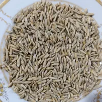 فروش جو دیم درجه یک برا بذر