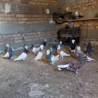 کبوتر‌رنگی