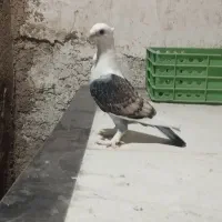 کبوتر بلژیکی جفت وجوجه|پرنده|کهریزک, |دیوار