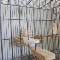 جفت موزایکی|پرنده|نوشین شهر, |دیوار