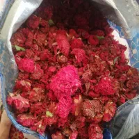 فروش گل انار فارسی