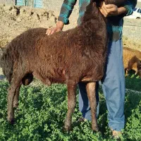 بره قوچی هترو قزل افشار|حیوانات مزرعه|مشهد, چهاربرج|دیوار