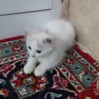 گربه پرشین|گربه|شوش, |دیوار