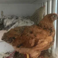 مرغ و خروس گلبایگانی