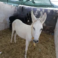 مزرعه پرورش الاغ شیری وخر رادکان