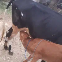 گاو دروگ محلی به همراه گوساله|حیوانات مزرعه|تولم شهر, |دیوار