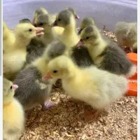 فروش تخم نطفه دار غاز و جوجه غاز و بوقلمون|حیوانات مزرعه|قائم‌شهر, |دیوار