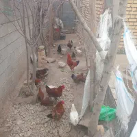 خروس|حیوانات مزرعه|آشخانه, |دیوار