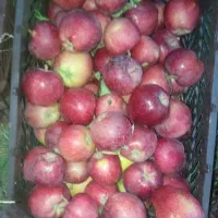 سیب شیشه ای وقرمز