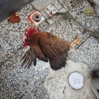 زبح‌کردن‌مرغ‌گاز‌اردک‌بوقلمون‌