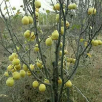 خدمات باغبانی ودرختکاری و گل و درخت فروشی|خدمات باغبانی و درختکاری|تهران, اتحاد|دیوار