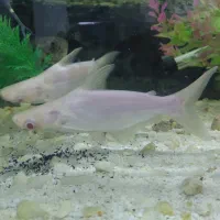 ماهی آکواریوم