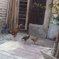 لاری‌عالی‌لاری‌عالی‌‌مرغ‌با‌دوتا‌جوجه‌خروس|حیوانات مزرعه|ورامین, شهرک مدرس|دیوار