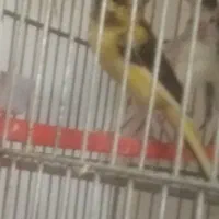 قناری وسهره