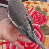 عروس هلندی گمشده