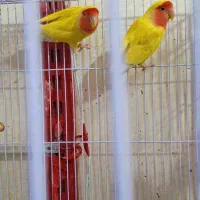 پرنده ها فروشی ب علت جمع کردن|پرنده|سراوان, |دیوار