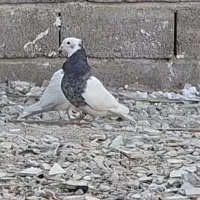 کبوتر