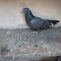 پرنده (کفتر)|پرنده|مشهد, نیزه|دیوار