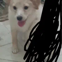 سگ پاکوتاه|سگ|یزد, |دیوار