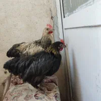 جوجه رسمی نژاد دار|حیوانات مزرعه|تهران, یافت آباد شمالی|دیوار