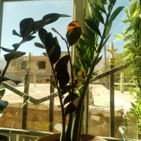 گل برای فروش|گل و گیاه طبیعی|سروآباد, |دیوار