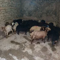 کاور نر هشت عدد